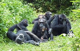 Kibalee Chimp Trekking
