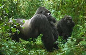 Gorilla Tours Uganda