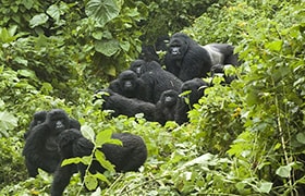 Gorilla Tours Uganda