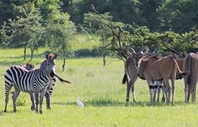 Lake Mburo Safari